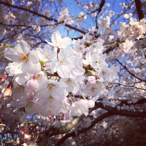 大阪 靱公園 2017.4.4 5分咲きくらい。平日だけどシート敷いて花見する人多し。 #桜 #大阪 #花見 #cherryblossom #osaka #utsubopark (靱公園（うつぼこうえ