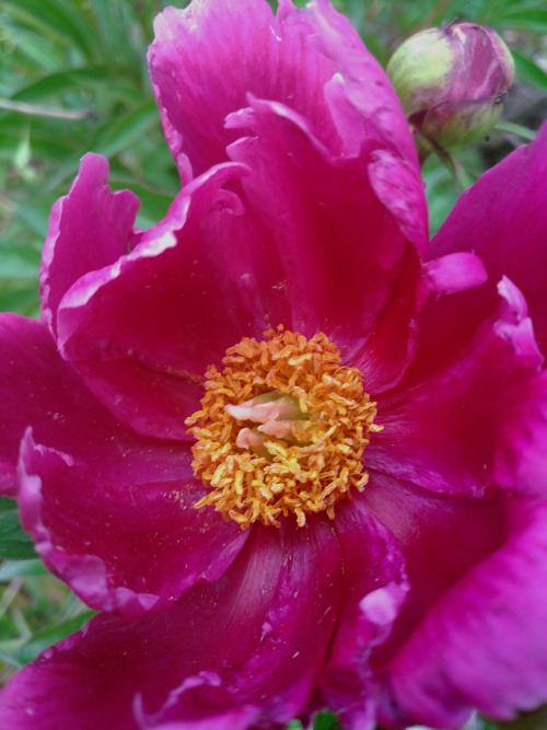 Peony Morning Lilac. " ".
