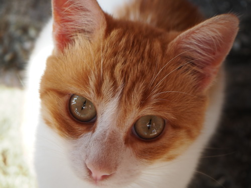 juliahoskins:Cats of Tinos.  Greece.