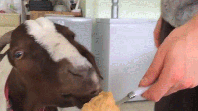 onlylolgifs:  Stephie the goat loves her peanut butter!