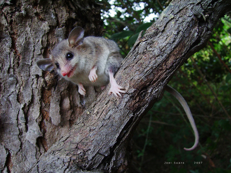 Зверек живущий на деревьях. Сумчатая мышь Австралии. Сумчатый тушканчик. Сумчатые крысы Австралии.