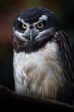 ponderation:  Spectacled Owl by (Pulsatrix perspicillata) 