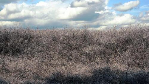 Rape Seed crop ready for harvest.Messing about with camera settings!