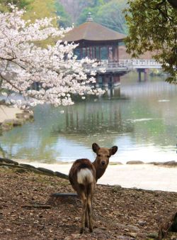 kogumarecord:  奈良公園で可愛い鹿たちに癒されよう | 奈良県 | Travel.jp【たびねす】 