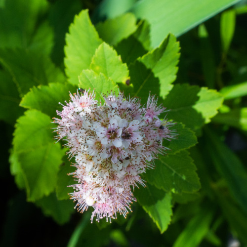 Steeplebush