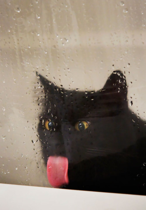 boredpanda:  20+ Animals Licking Glass That Look Absolutely Silly  