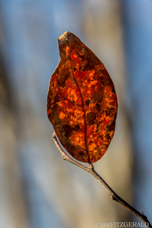 Plainsboro Audubon Preserve.  Plainsboro, NJ. ISO 400 | 250mm | f/6.3 | 1/500 secPhoto © 2020 Brian 