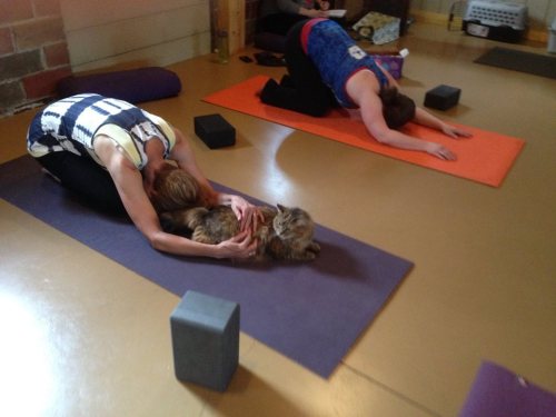 catsbeaversandducks:  Yoga Studio Opens Its Doors To Shelter Cats Hoping To Find A HomeIt’s (obviously) no secret that the company of cats is good for the soul, and that practicing yoga is too. But when the two come together, it’s a match made in