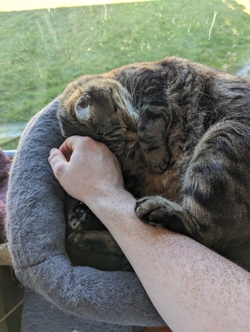 I've Posted Pictures Of My Orange Boy Diesel Here Before But Not Of My Older Tabby Thelma.