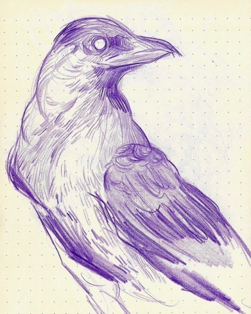 Drawing Contest Pictures of Crow  Image Page 1  pxleyescom