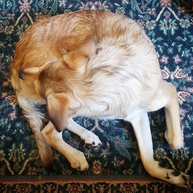 My little butter biscuit.. She is sulking because Banjo the cat figured out her Bark