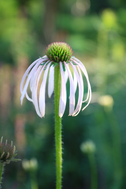 Early June already and time for the first of the echinacea to appear in the landscape.   This is Ech