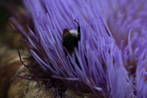 tenaflyviper: Sleeping bumblebees (or, as I like to call them, “deactivated buzzyfluffs”