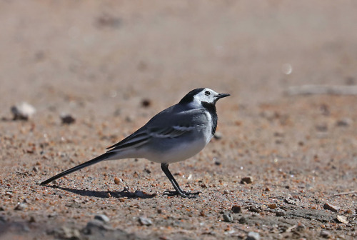 White wagtail/sädesärla.