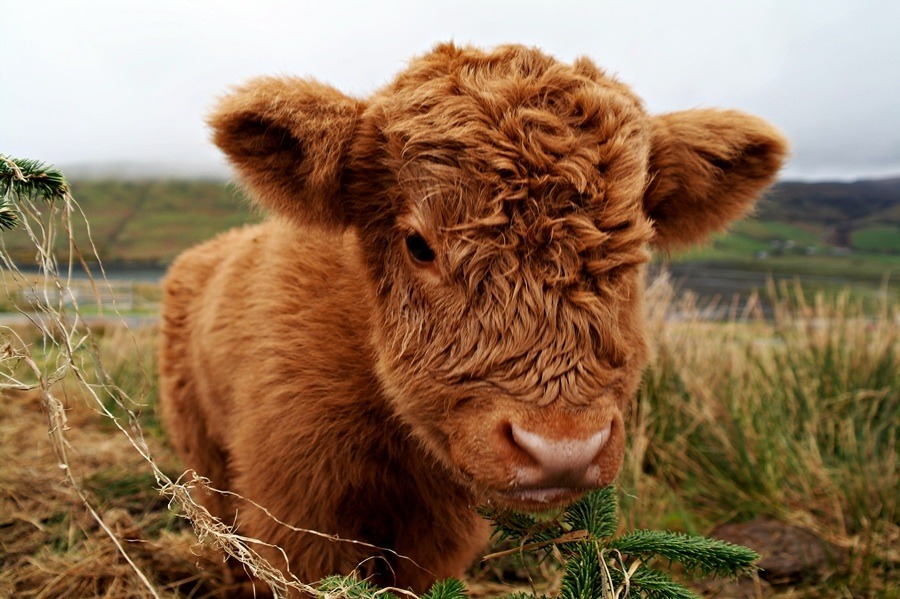 fruitelf:  castiel-for-king:  Fluffy baby cows  I want a pet cow wow 