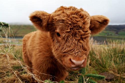 Porn Pics castiel-for-king:Fluffy baby cows