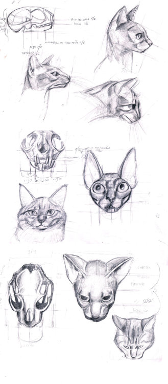 amorpha-system:  anatomicalart:  fucktonofanatomyreferences:  A wicked fuck-ton of feline anatomy references.  1 2 3 4 5 6 7 8 9 10  Really really useful for anyone who wants to draw cats!