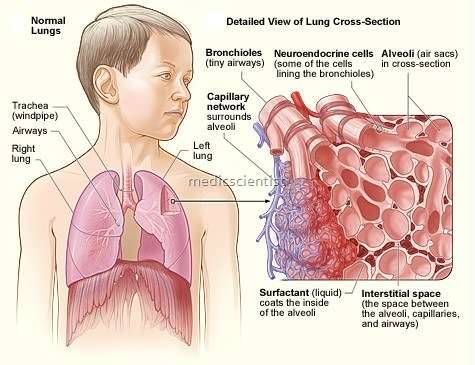 Lung cross section