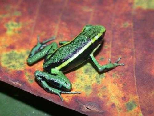 frogkeeping:The three striped poison frog (Ameerega trivittata) may be poisonous, but she’s al