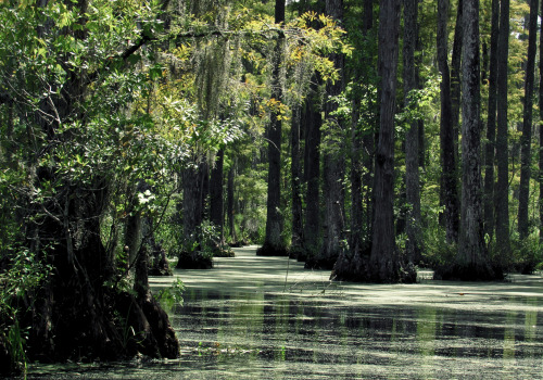 Swamp