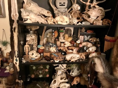 vulture-kitty: Collection update: 1/21/18 I am so running out of room .-.I have 0 idea where to pu