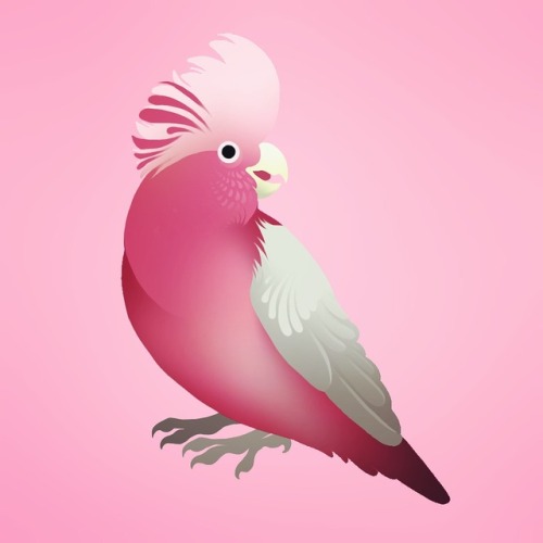 Galah Cockatoo (huevember day 11)