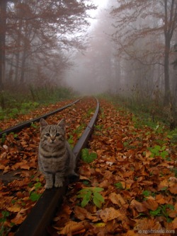 awwww-cute:  cat on the track (Source: http://ift.tt/1Olh7nQ)