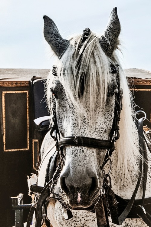 White-spotted horse near The Winter Palace, St Petersburg, Russia  