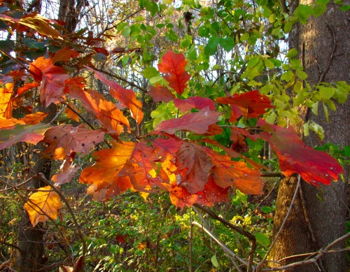 Oak leaves with light coming through.