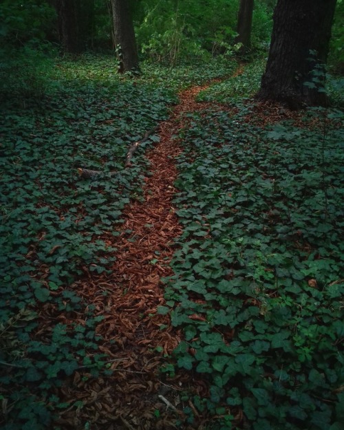 …my woodland adventures / I’m walking again…