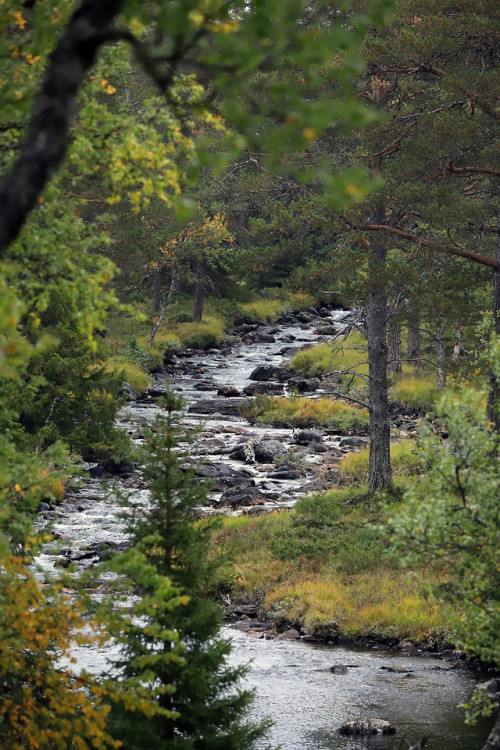 Vålådalen in Jämtland, Sweden.