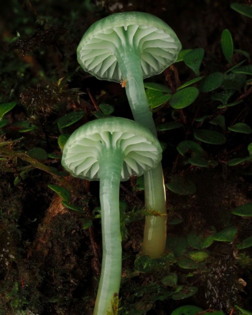 Gliophorous Viridis