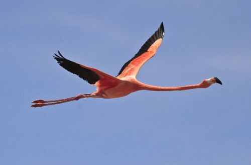 wrotten:flamingo