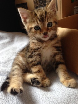 derpycats:  tiggy is only 5 weeks old and already derping like a pro 