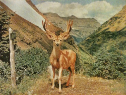 justenoughisplenty:  Fearless deer seems to know that hunting is forbidden. Like all national parks, Glacier is a wildlife sanctuary, where the watchful hiker may see mountain goat and sheep, elk, moose, deer, and bear.  National Geographic - May, 1956