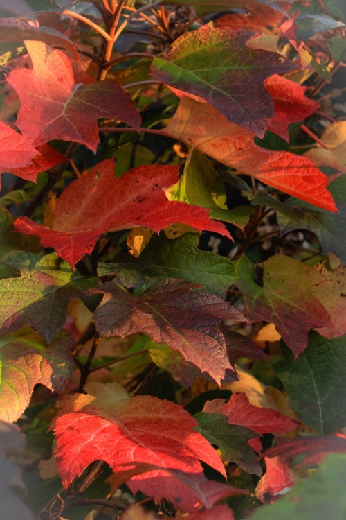It&rsquo;s early November and the Oakleaf hydrangea is still grabbing the attention. There are f