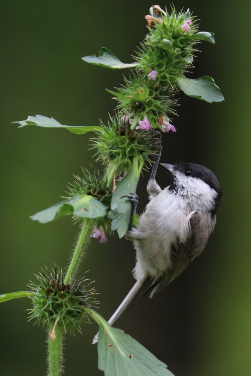 A marsh tit/entita picking seeds. 