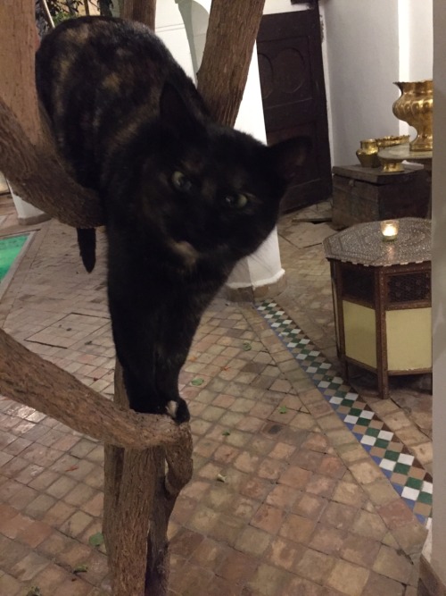 Cats Of Marrakech.