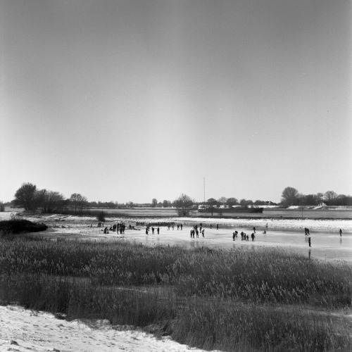 Ameide, Netherlands | February 2021 | Flexaret V on Kodak Tri-x 400