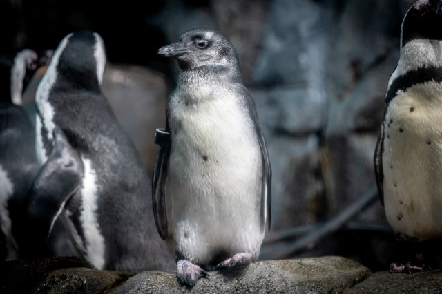 A juvenile African penguin stands in its rocky exhibit looking off to the left, with adult African penguins standing nearby looking in different directions. The penguin has a black beak, black eyes, and black feathers around the head and shoulder that transition to white on the belly.