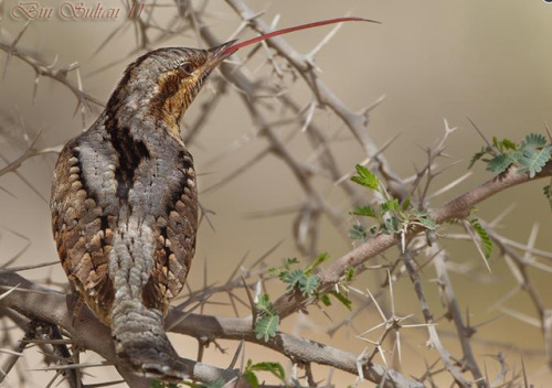 blurds:W’s Wryneck, whose tongue doesn’t fit