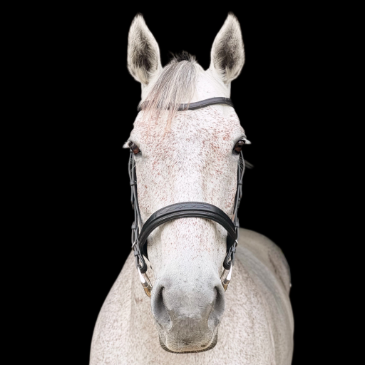 sadietimes5:  Suffolk Punch mare Phelan Sadie