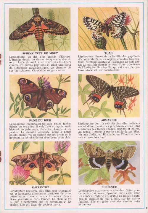 antiqueanimals:From Documentation scolaire 114 : Papillons (1972) source