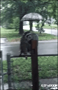memewhore: itsfunnytomemke:  Raccoon Gifs  Monkey-cats 