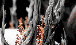 elvenking:    A hundred years is a mere blink in a life of an E l f.  