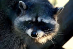 maggielovesotters:Sweet Raccoon - I took