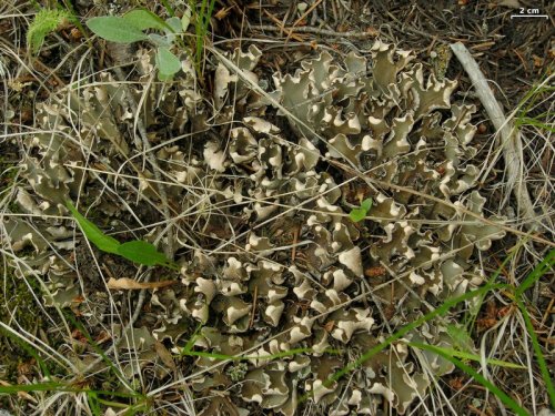 Peltigera malaceaMat felt lichenPeltigera lichens, commonly called dog lichens or felt lichens, vary