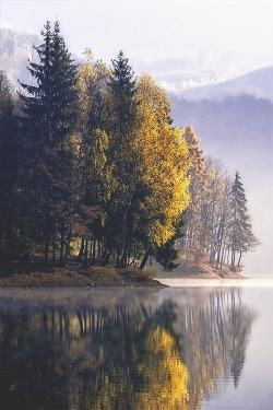 wearevanity:  Forest &amp; Reflections 