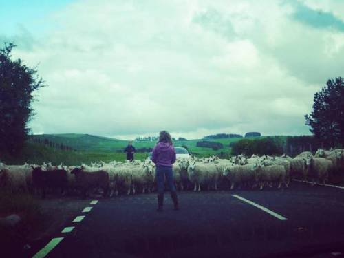 Rush hour in Wales! This is 5.30pm on the A483 in North Powys. Of all the stereotypically Welsh thin