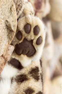 r2–d2:  snow leopards paw by (Cloudtail)